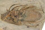 Rare, Spiny Kolihapeltis Trilobite - Atchana, Morocco #241158-2